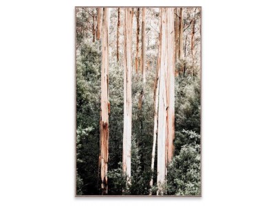 ARBRES-Photographie d'art... 2