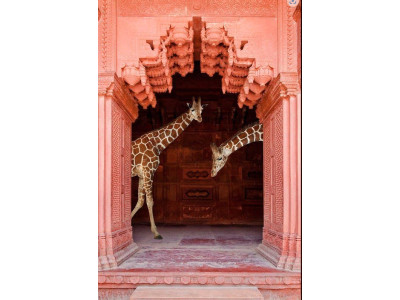 GIRAFE-Impression sur verre 2