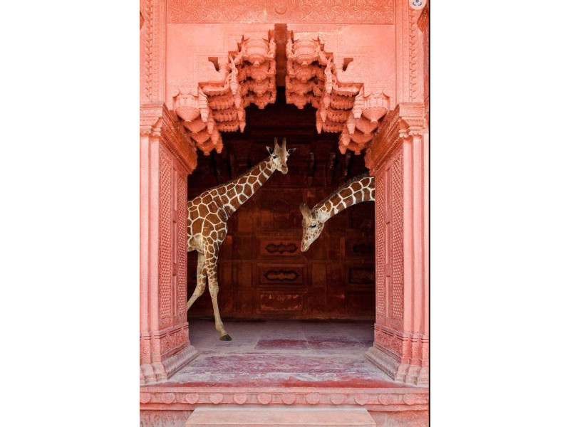 GIRAFE-Impression sur verre