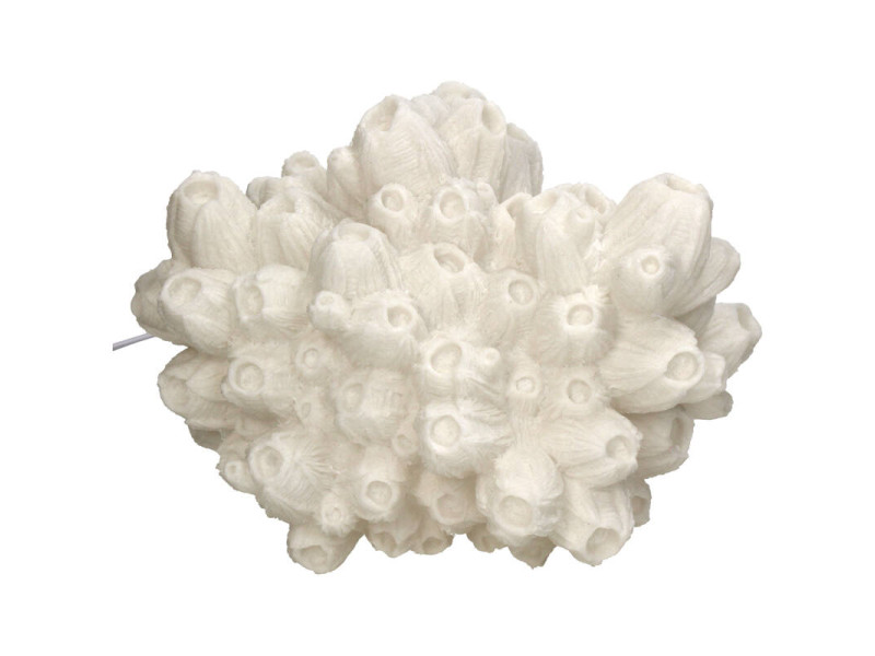 LAMPE-Inspiration coquillage